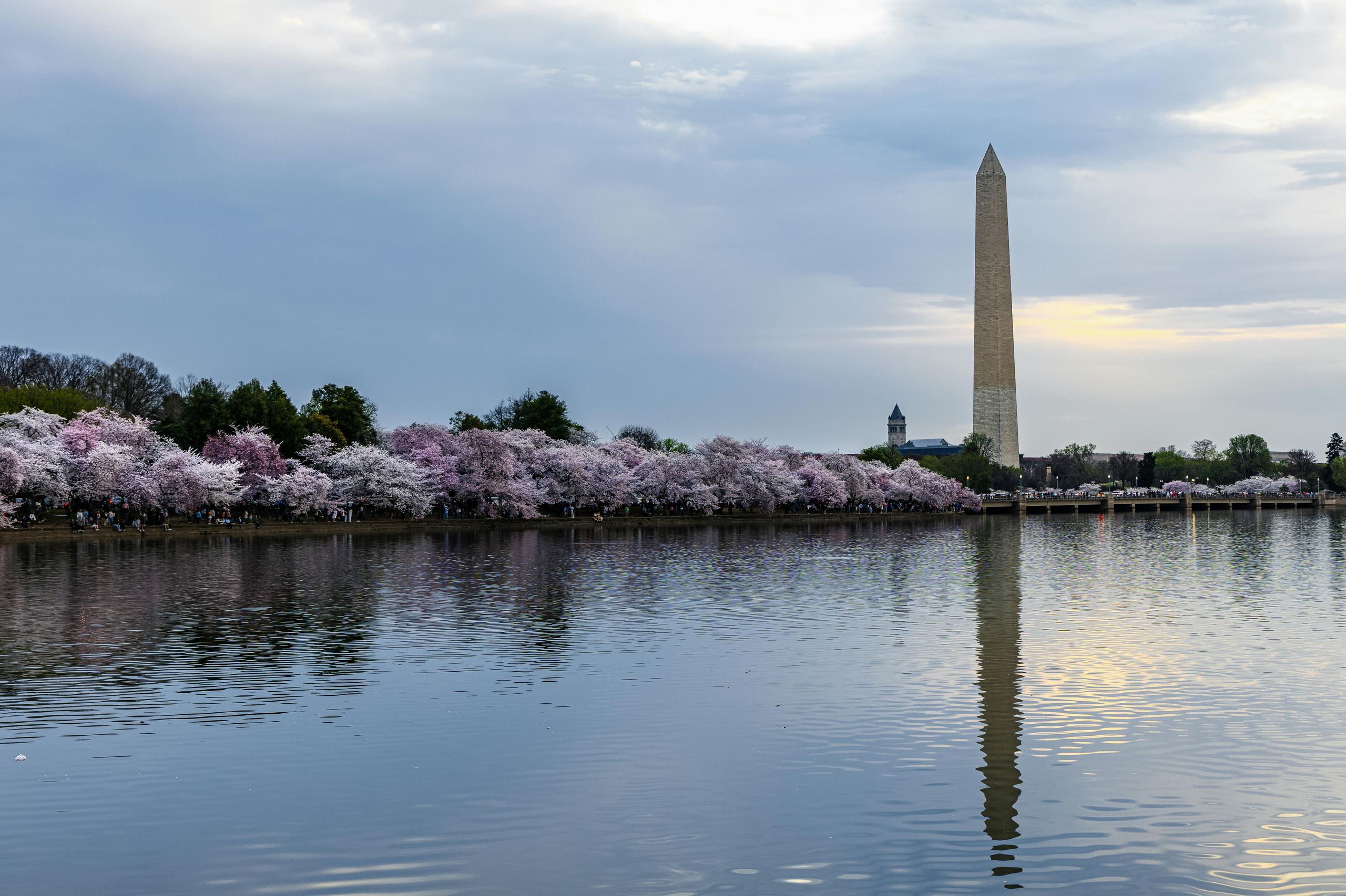 Cherry blossoms lining the Tidal Basin with the Washington Monument, Washington D.C.